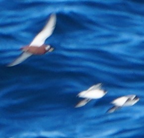 Red Phalarope - ML619014993