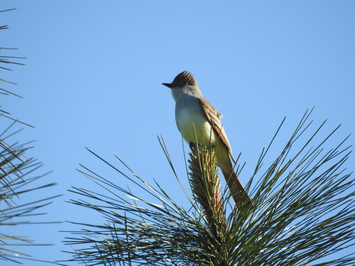 Ash-throated Flycatcher - ML619014994