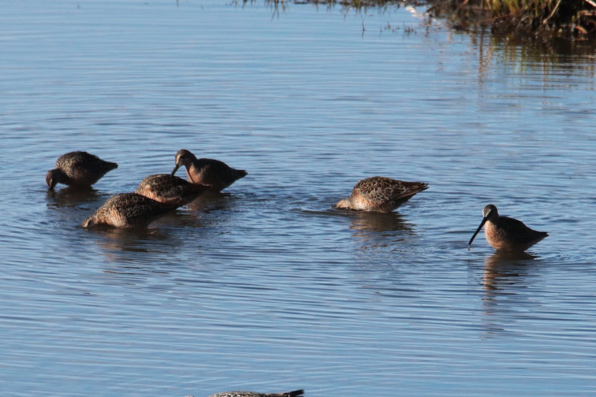 Long-billed Dowitcher - George Matz