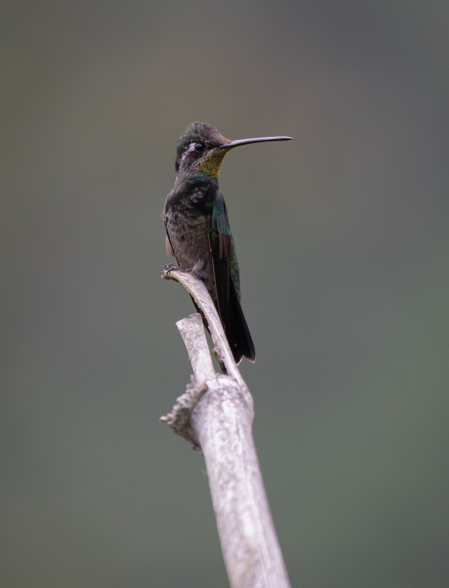 Colibrí Magnífico - ML619015020