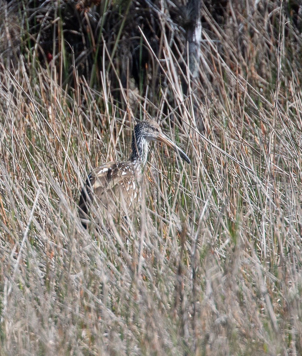 Limpkin - ML619015023