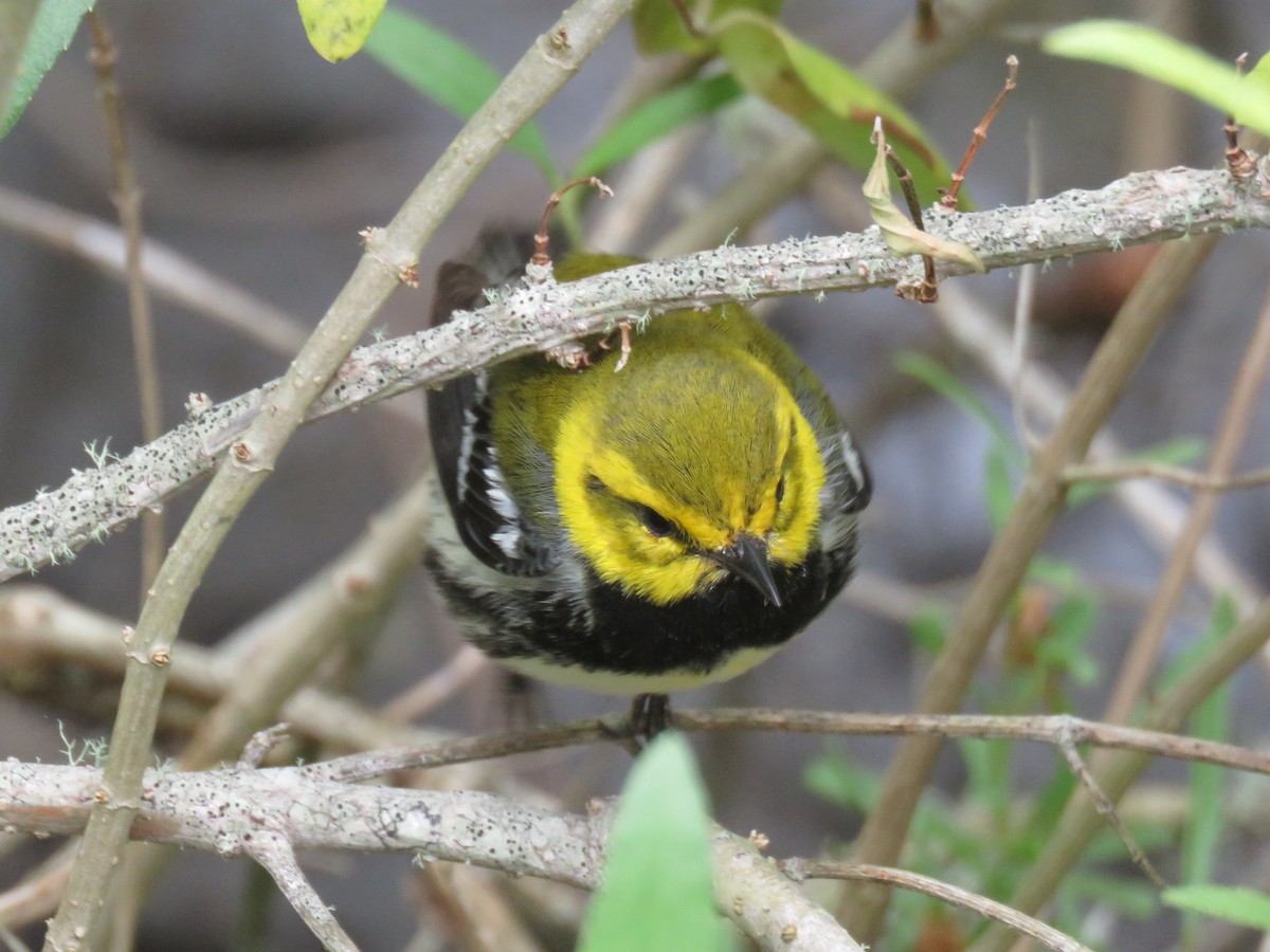 Black-throated Green Warbler - ML619015024