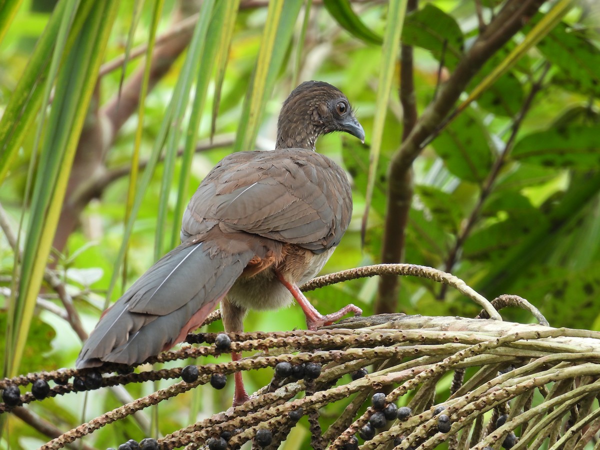 Speckled Chachalaca - ML619015050