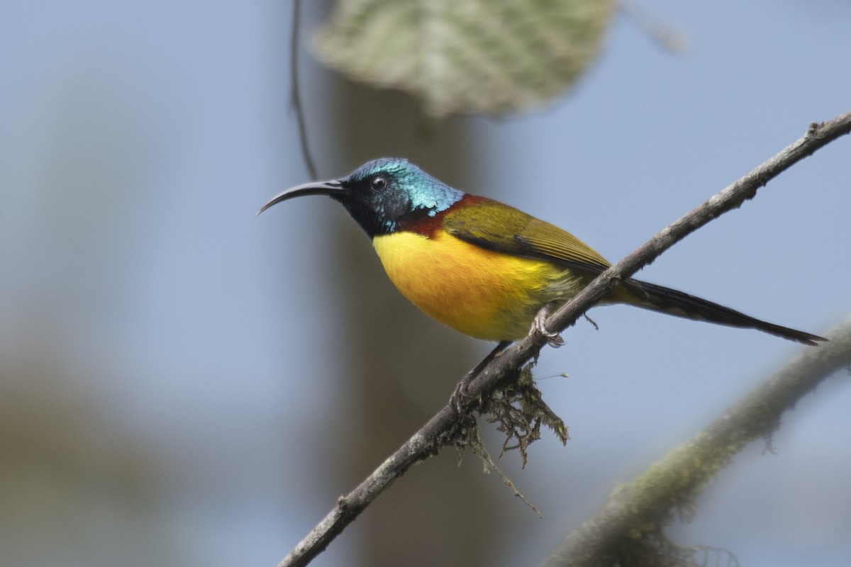 Green-tailed Sunbird - ML619015054