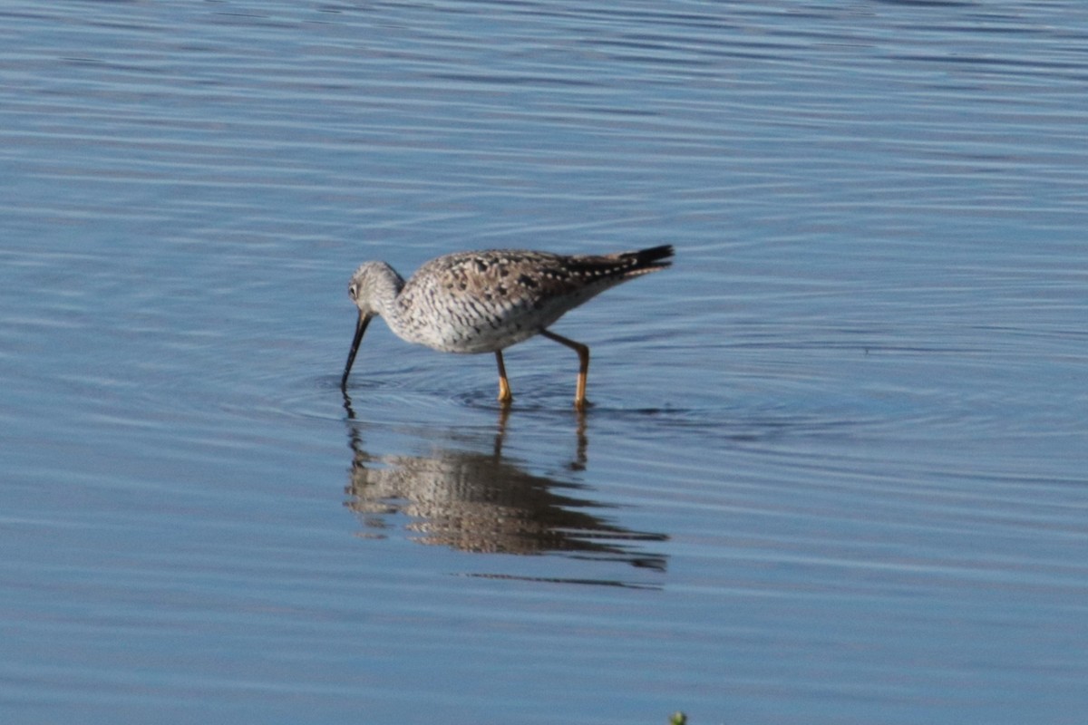 Greater Yellowlegs - ML619015055