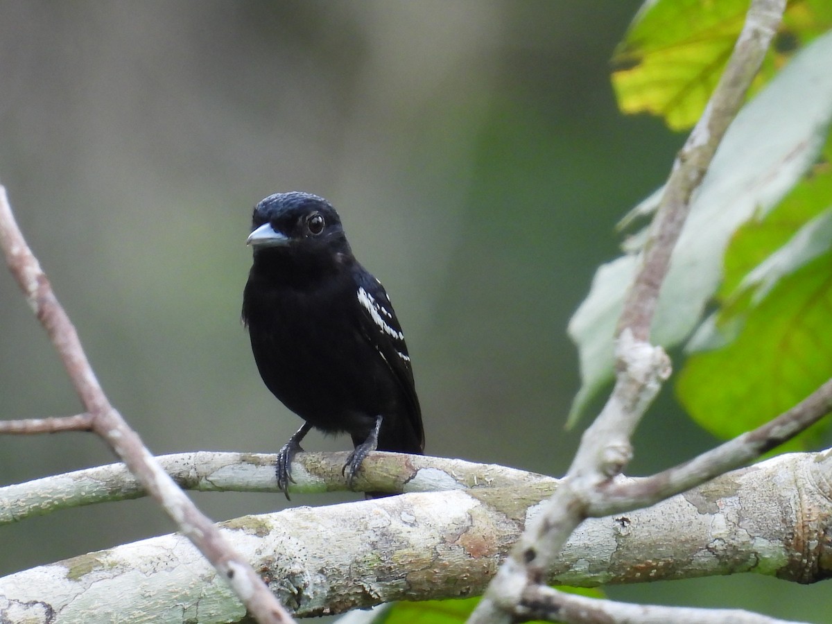 White-winged Becard - ML619015064