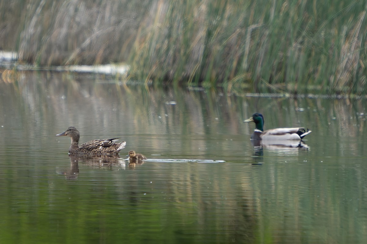 Mallard - Ali Kasperzak