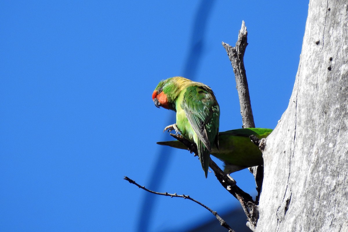 Little Lorikeet - ML619015076