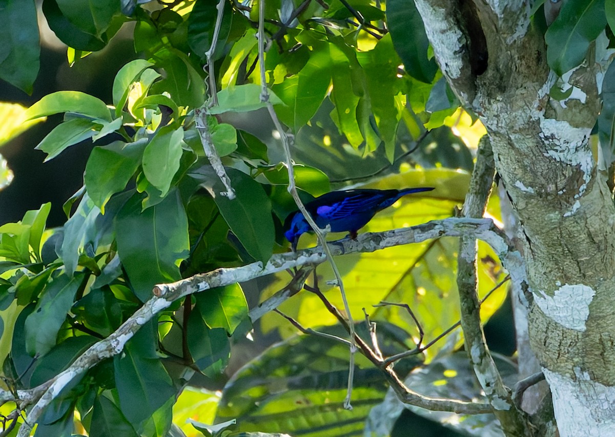 Opal-rumped Tanager - ML619015080