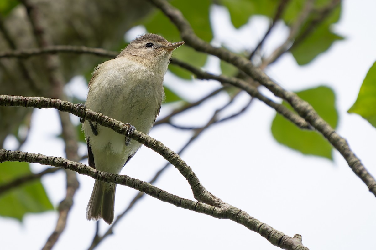 Warbling Vireo - Ali Kasperzak