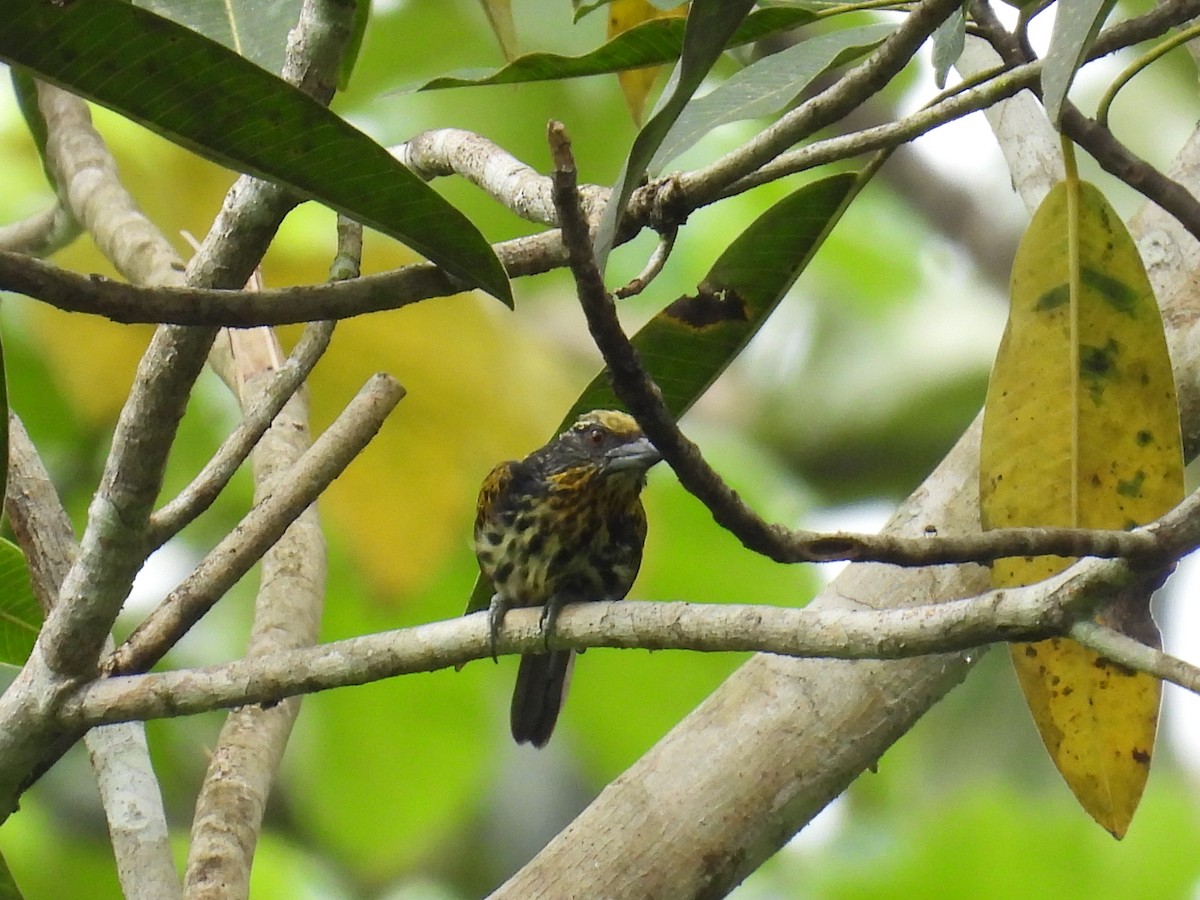 Gilded Barbet - ML619015101