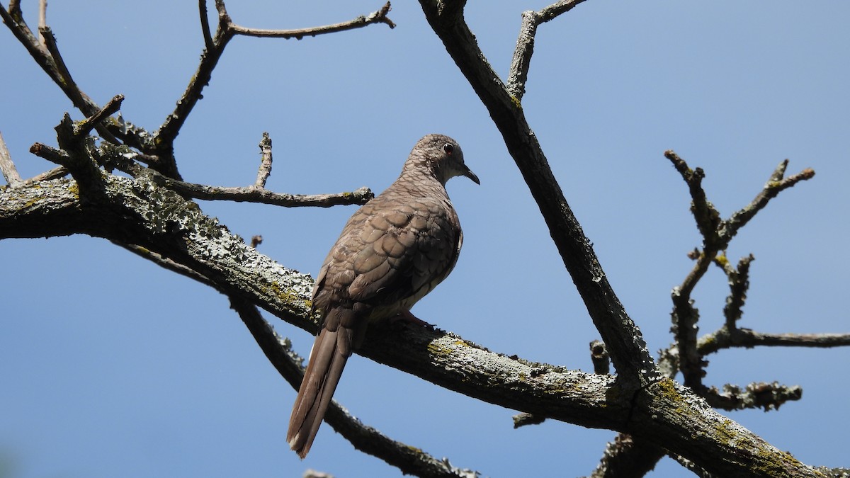 Inca Dove - ML619015115