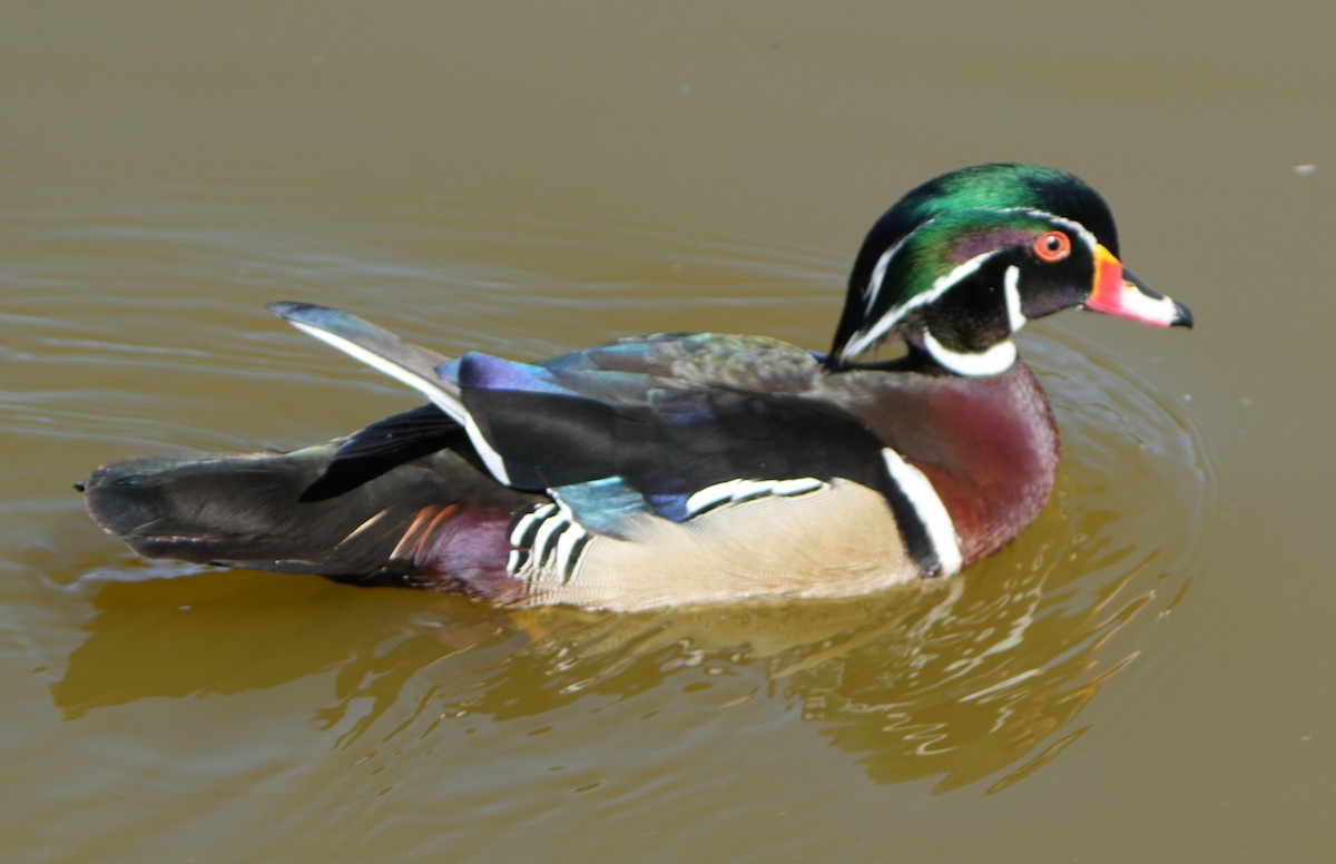 Wood Duck - ML619015116