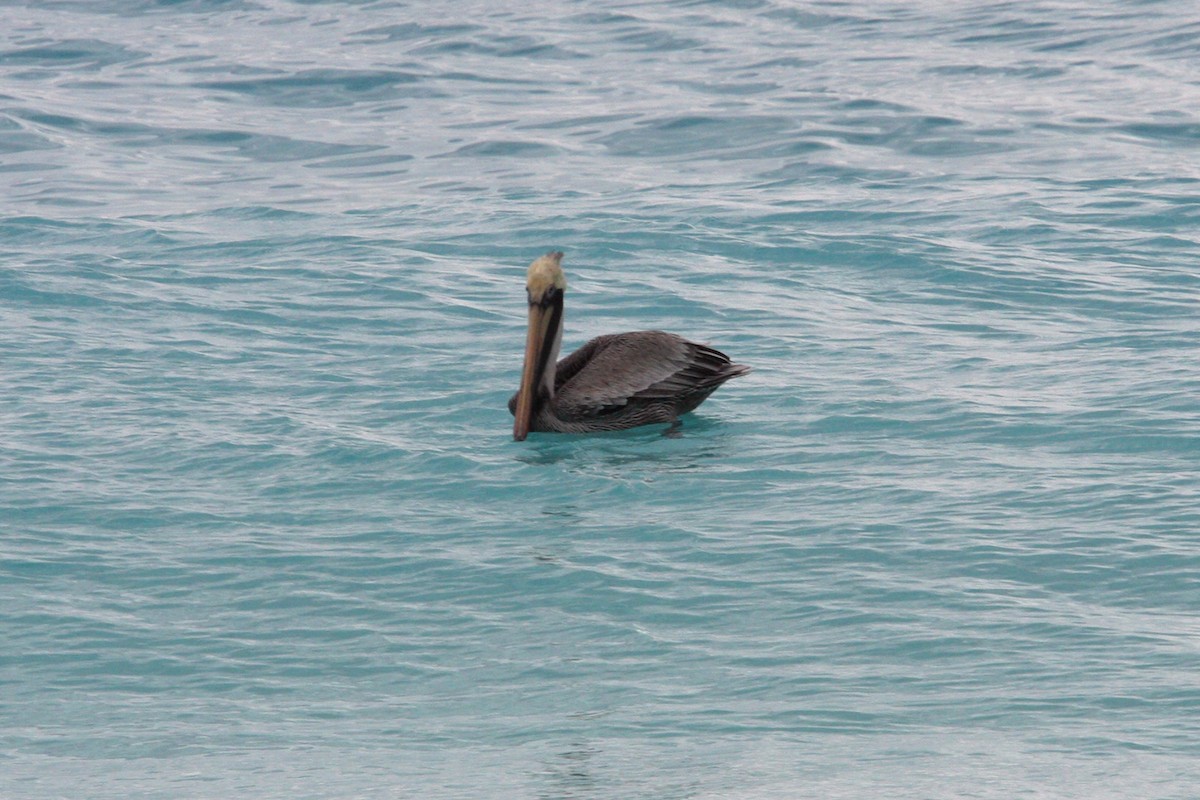 pelikán hnědý - ML619015118