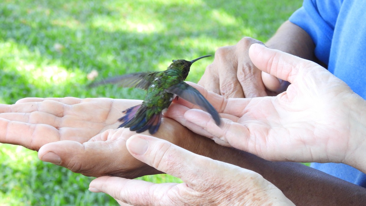 Blue-vented Hummingbird - Karen Evans