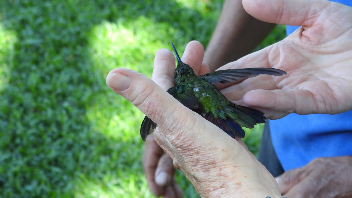 Blue-vented Hummingbird - Karen Evans