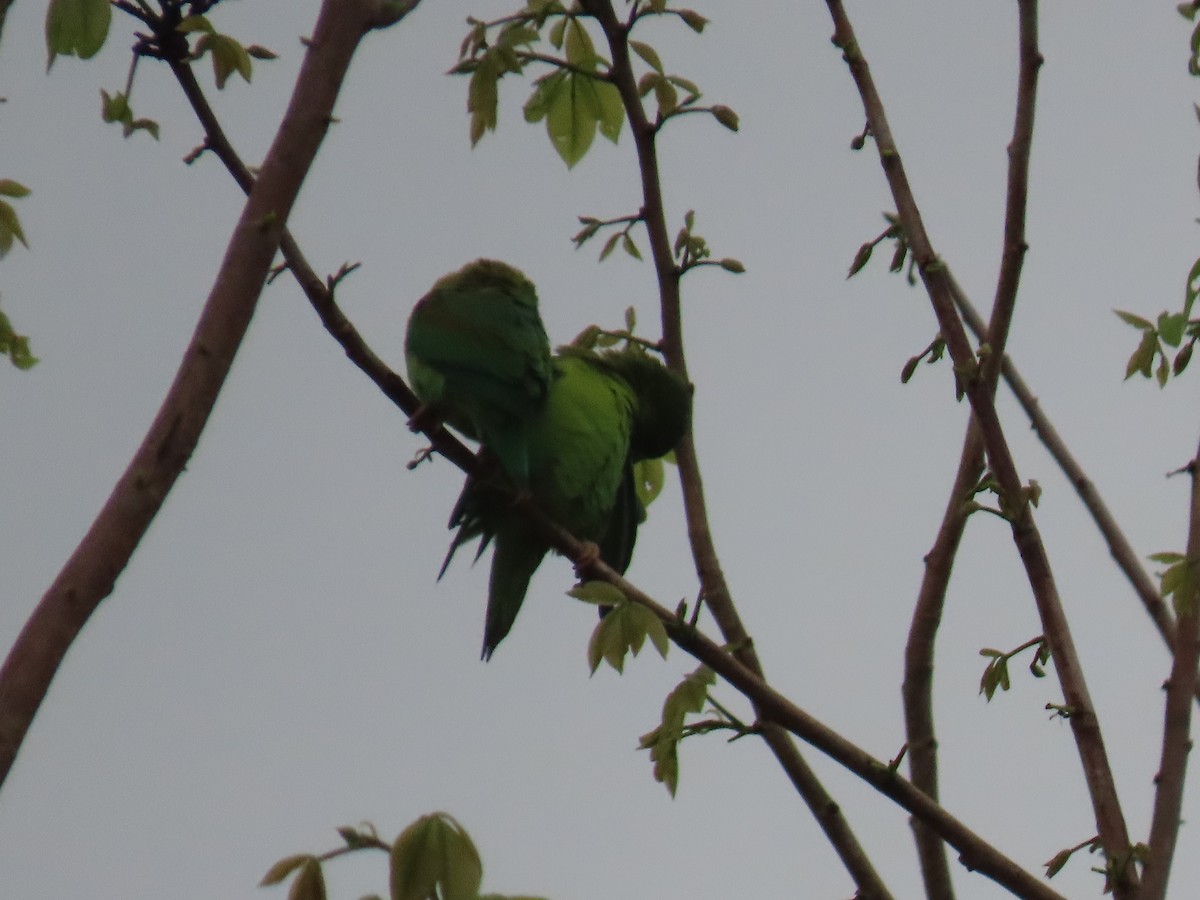 Orange-chinned Parakeet - ML619015147