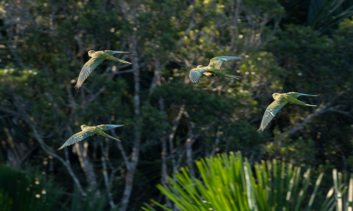 Guacamayo Ventrirrojo - ML619015162