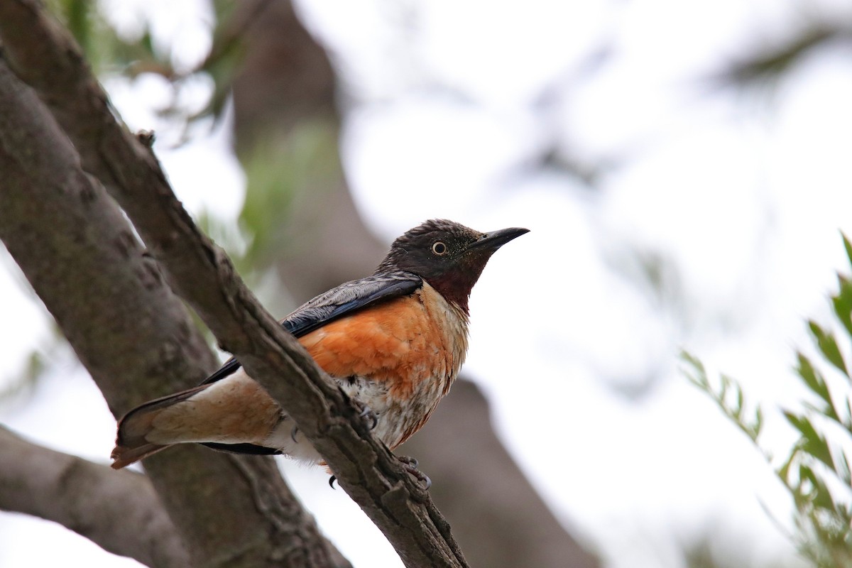 Spot-winged Starling - Vivek Sarkar