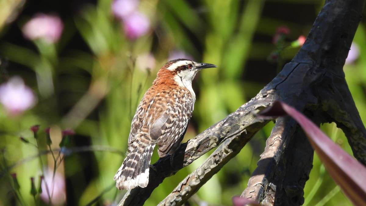 Rufous-naped Wren - Karen Evans