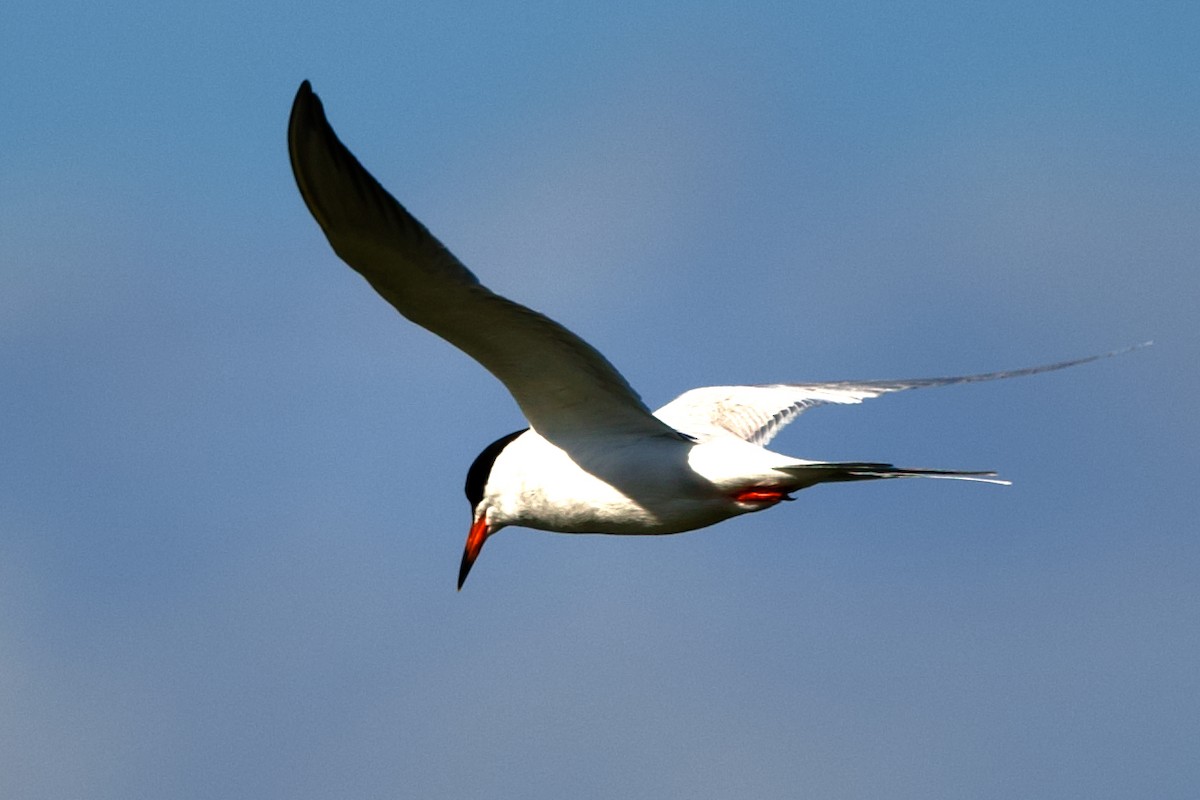 Forster's Tern - ML619015173