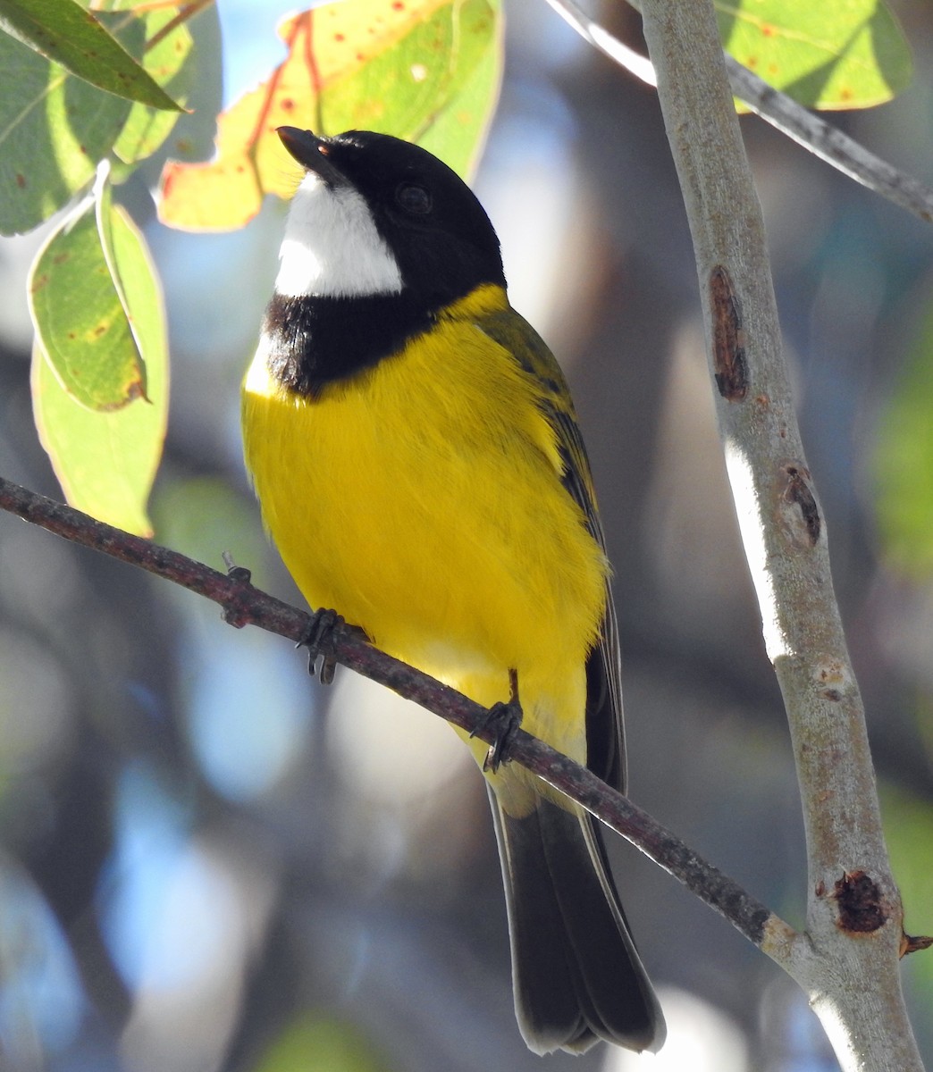 Golden Whistler - B Jenkins