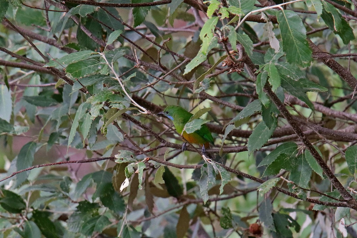 Orange-bellied Leafbird - Vivek Sarkar