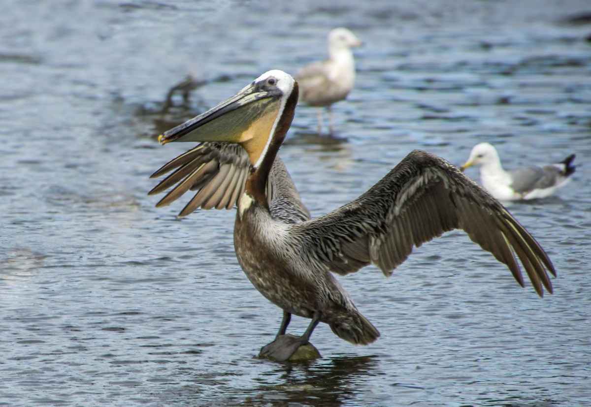 Brown Pelican - Tigerlily Ecklund