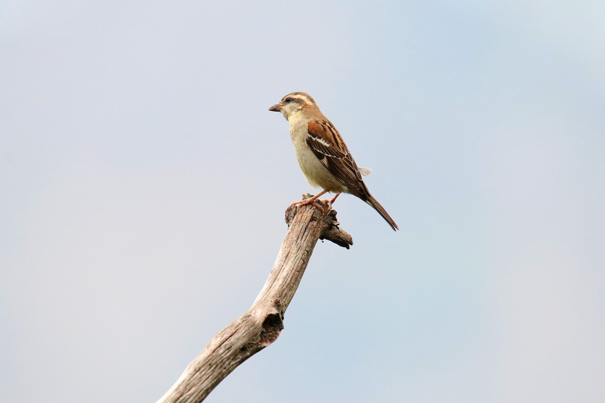 Russet Sparrow - Vivek Sarkar
