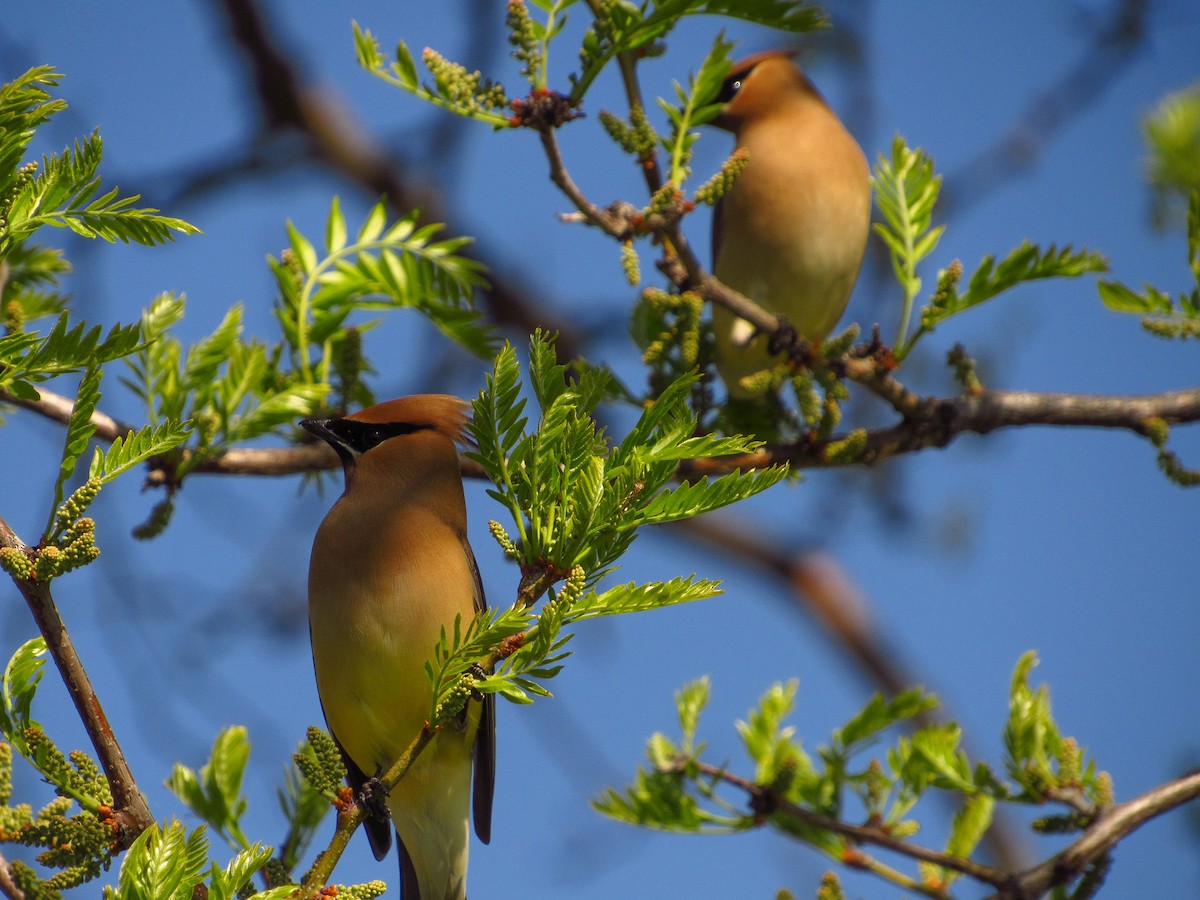 Cedar Waxwing - Eric Ray