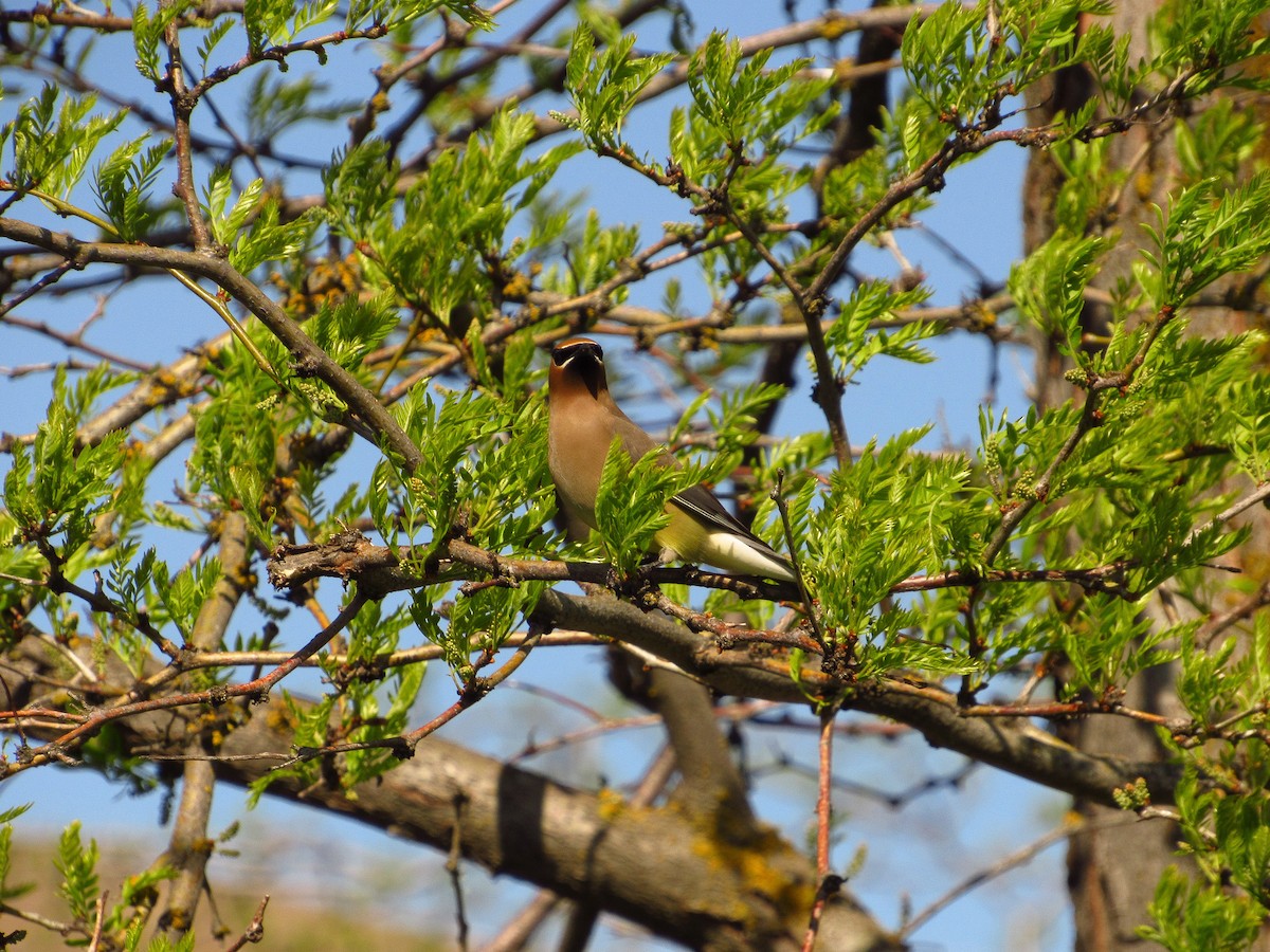 Cedar Waxwing - Eric Ray