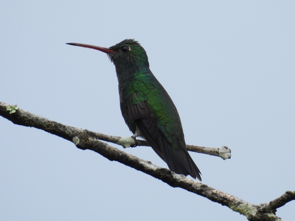 Glittering-throated Emerald - Tanya Rubi Villalba