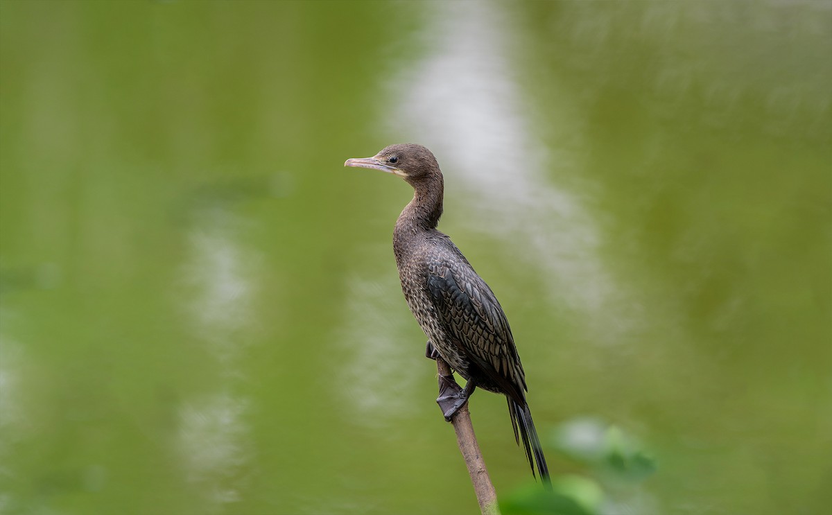 Little Cormorant - Prabath Gunasekara