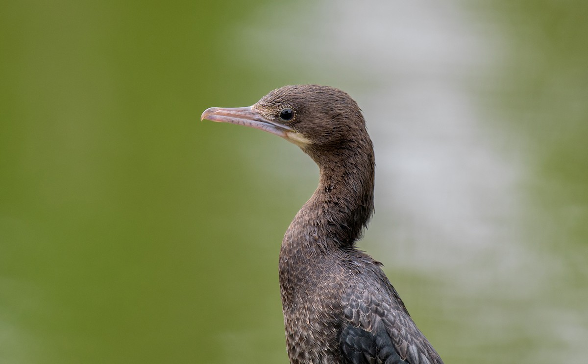Little Cormorant - Prabath Gunasekara