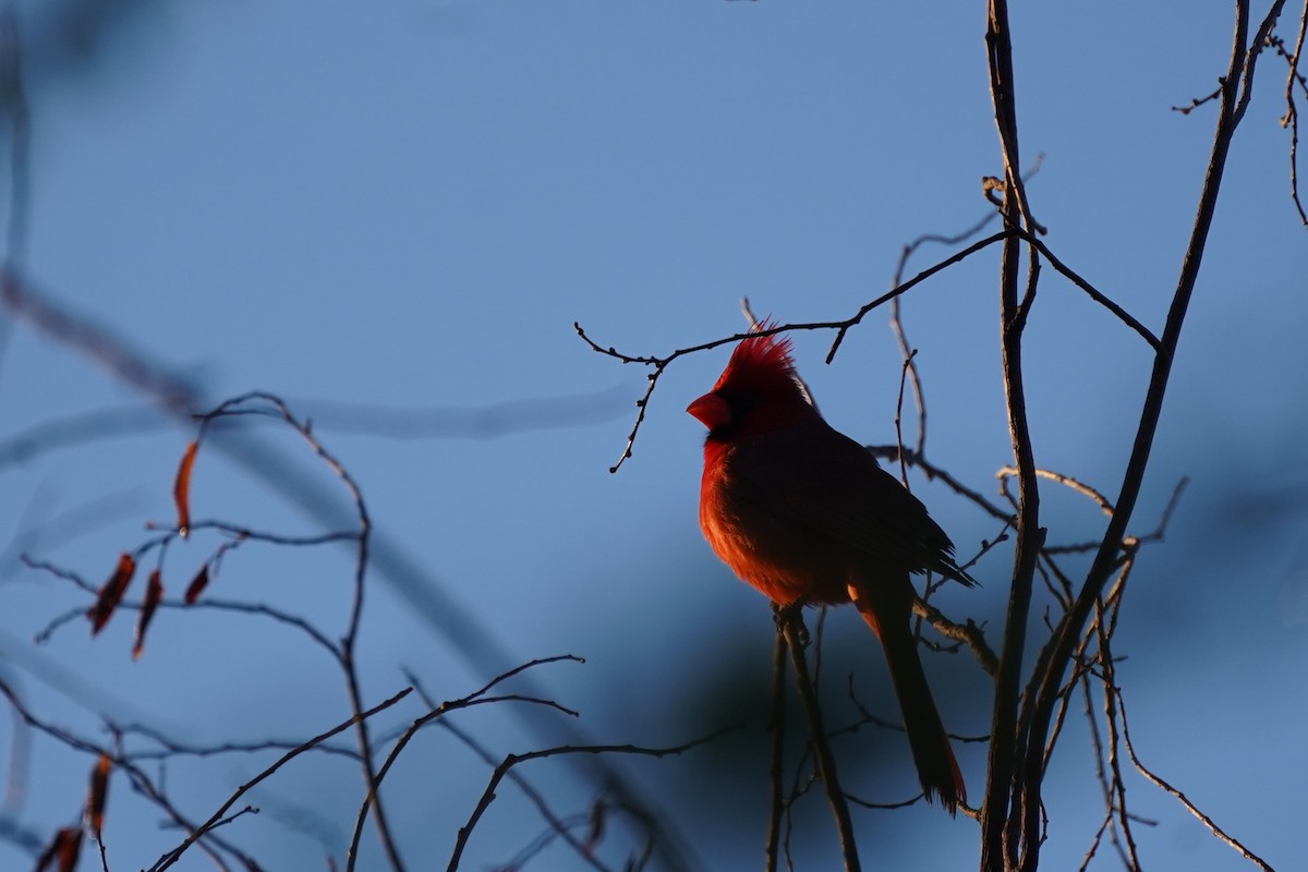 Northern Cardinal - Amber Zertuche