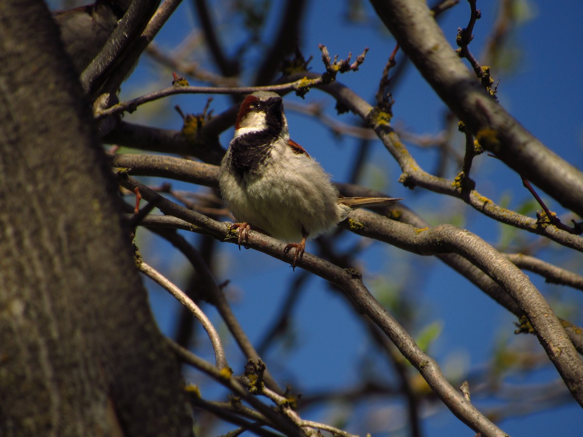 House Sparrow - ML619015256