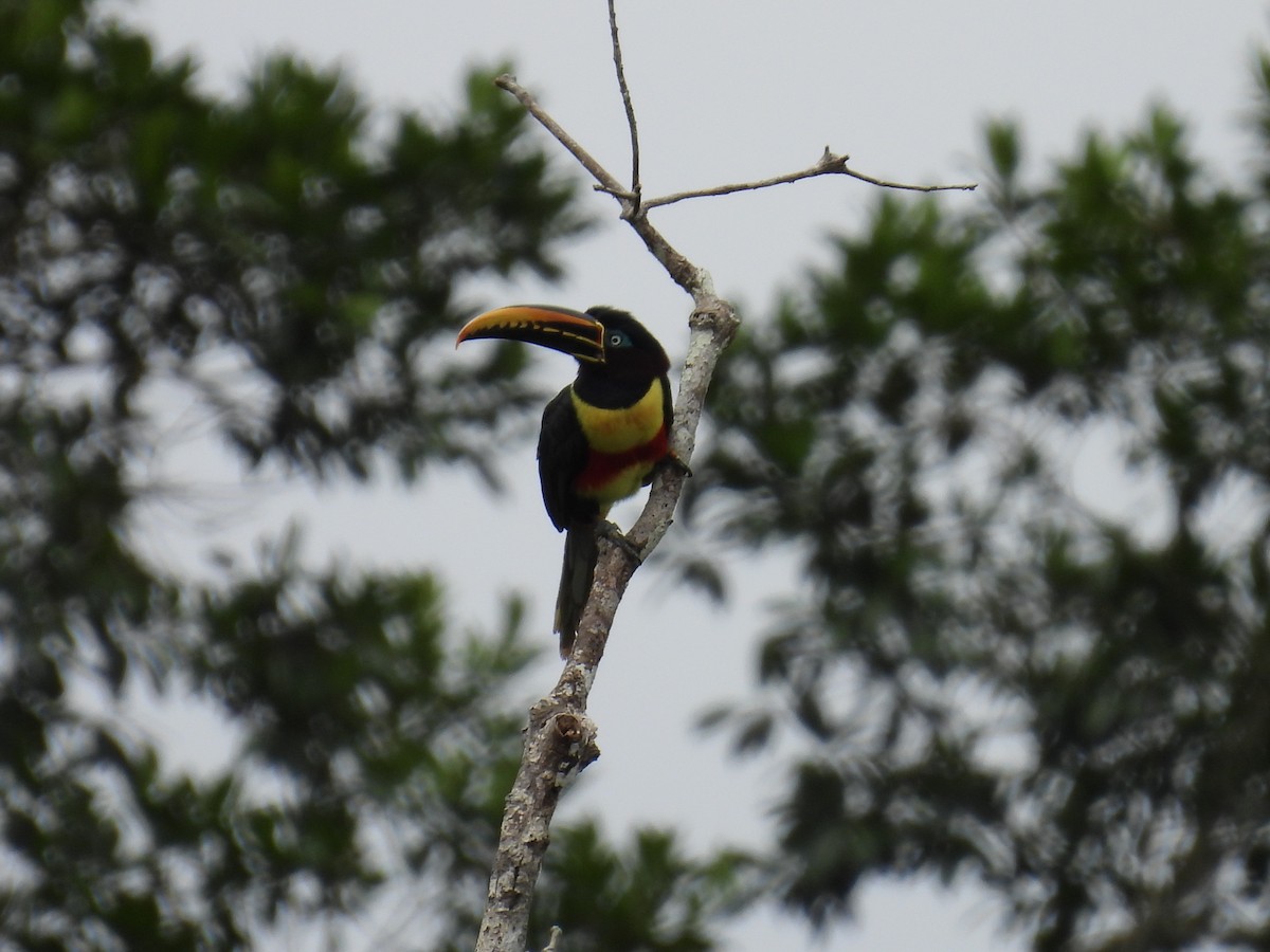 Chestnut-eared Aracari - ML619015258