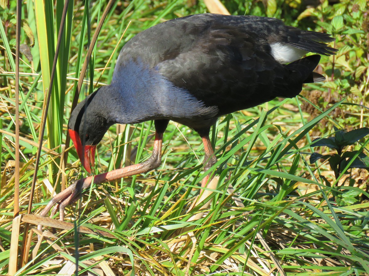 Australasian Swamphen - Stan Jarzynski