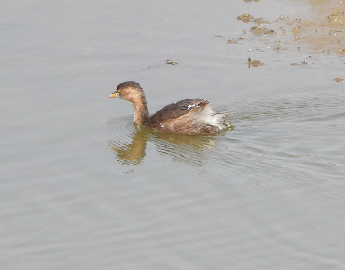 Little Grebe - ML619015283