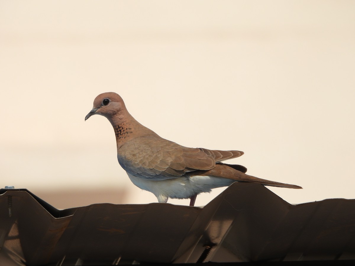 Laughing Dove - Prof Chandan Singh Dalawat