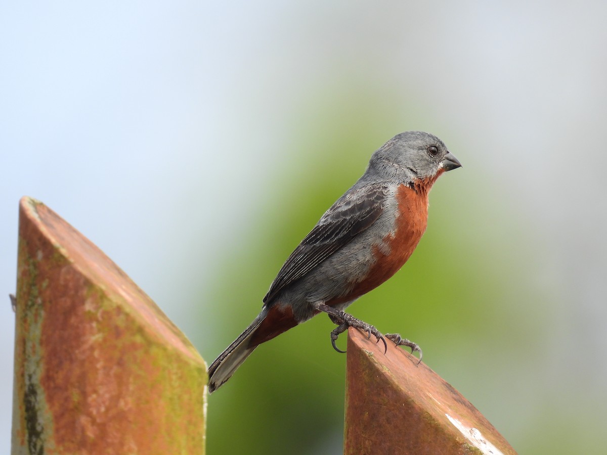 Chestnut-bellied Seedeater - Tanya Rubi Villalba