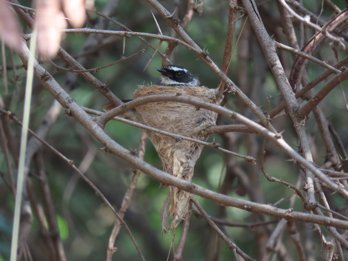 Spot-breasted Fantail - Jigar Patel