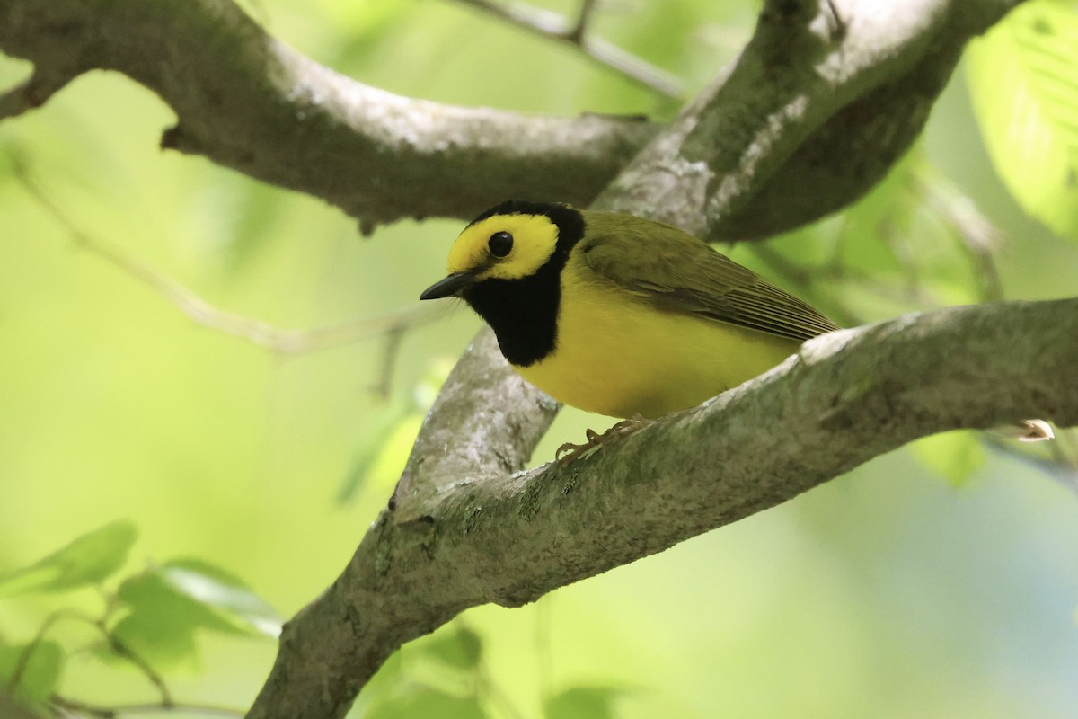 Hooded Warbler - Josh Bernstein