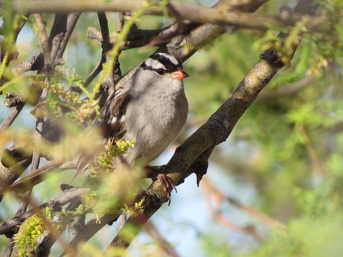 White-crowned Sparrow (Dark-lored) - Dawn Zappone