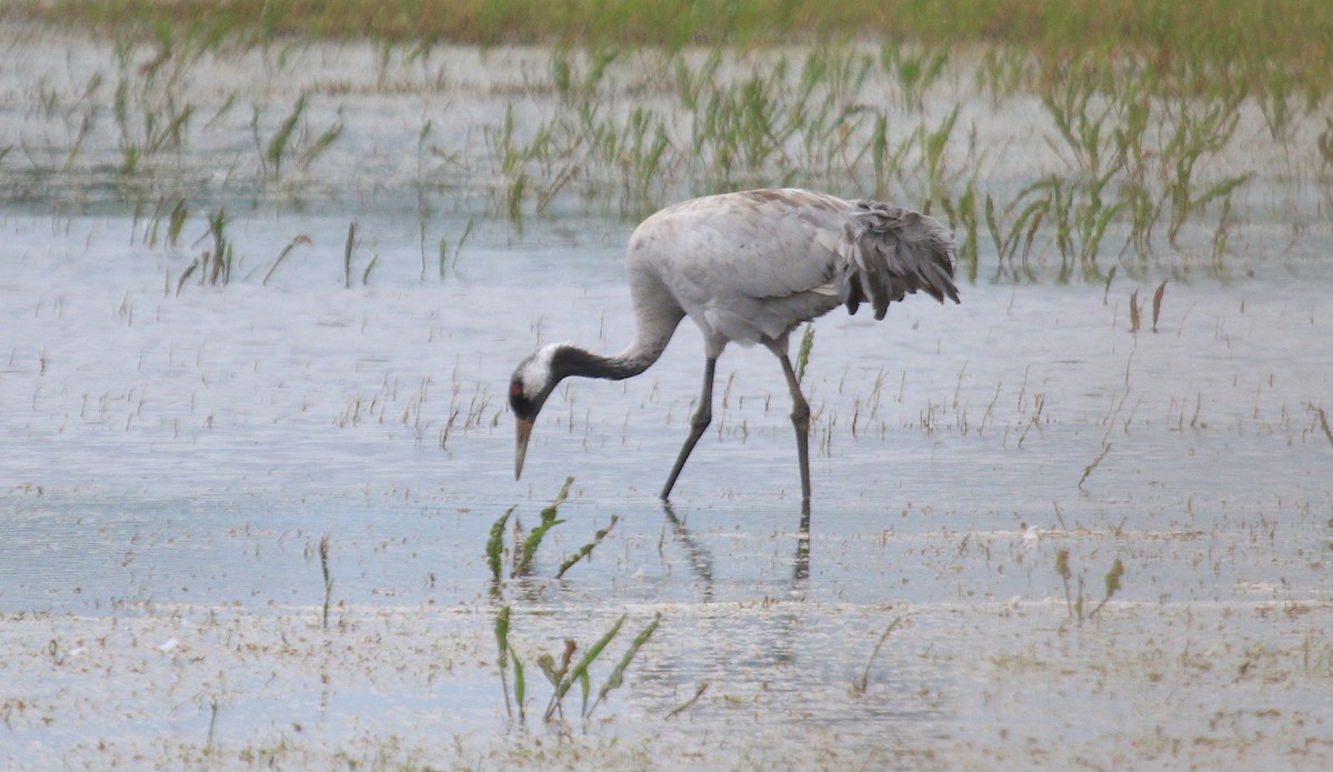 Common Crane - Craig Reed