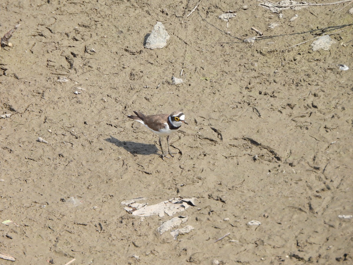 Little Ringed Plover - Prof Chandan Singh Dalawat