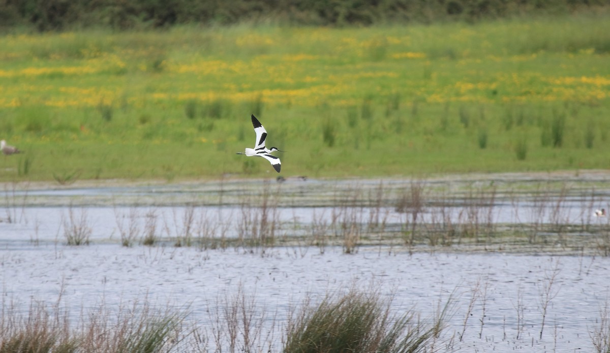 Pied Avocet - ML619015327