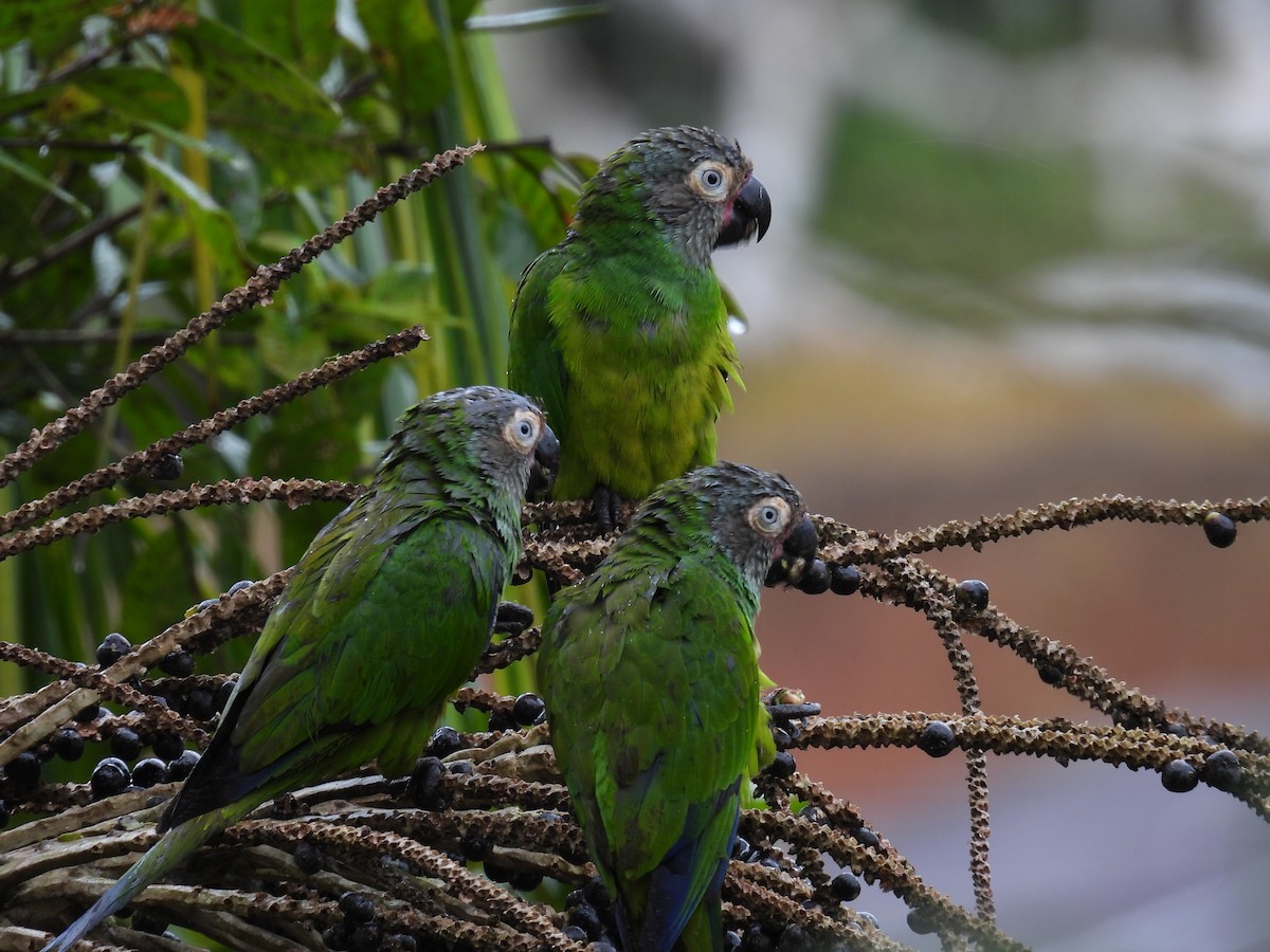 Dusky-headed Parakeet - Tanya Rubi Villalba