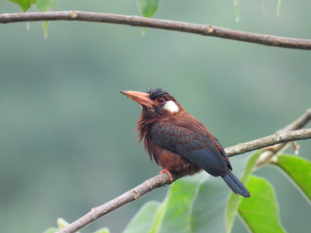 White-eared Jacamar - ML619015355