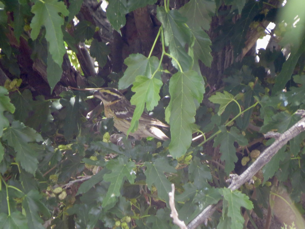 Black-headed Grosbeak - Dawn Zappone